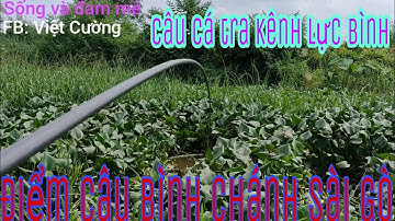 Câu cá tra con kênh lực bình thiên nhiên Sài Gòn nhiều cá tra ✓4k