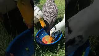 Ducks eating out of bowl.