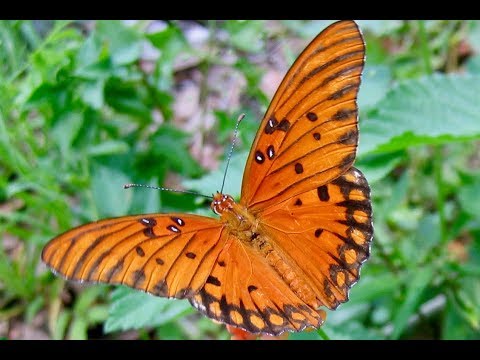 Videó: Pillangószőlő-információ: sárga orchidea szőlőnövények termesztése