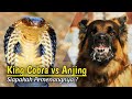 Merinding !!! Pertarungan Sengit Anjing Versus King Cobra