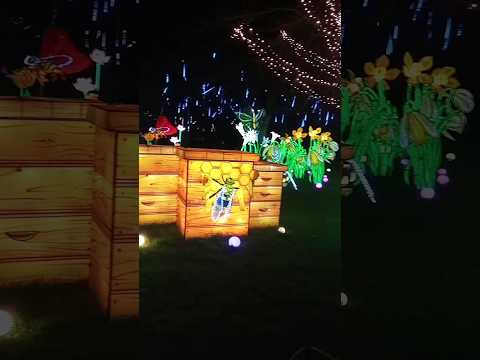 Вечернее шоу огней в Ирландии🐝 Пчелы, улий 🐝 An evening show of lights in Ireland #ireland #dublin