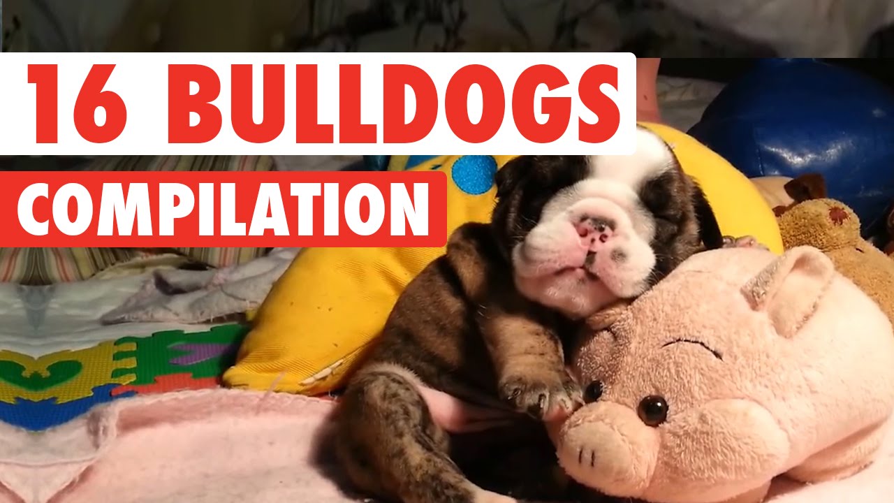 16 Funny Bulldogs Video Compilation 2016 YouTube