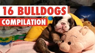 16 Funny Bulldogs Video Compilation 2016
