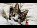 ごめん寝する猫を観察☆何か謎の匂いにお鼻ぴくぴくさせる姿がかわいいゴマちゃん　【リキちゃんねる　猫動画】 キジトラ 猫のいる暮らし
