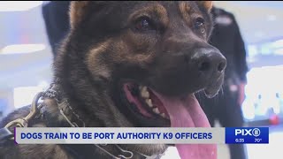 From dogs to K-9 officers: behind the scenes at Port Authority Police Department specialized trainin
