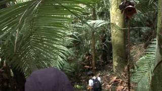 New hope for world's biggest and weirdest flower