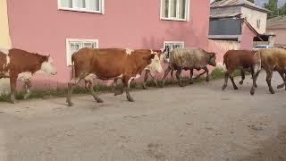 Erzincan Molla Köy Şehir Alanya Gazetesi