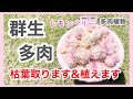 【多肉植物】【群生多肉】群生してる「レモンベリー」植えます