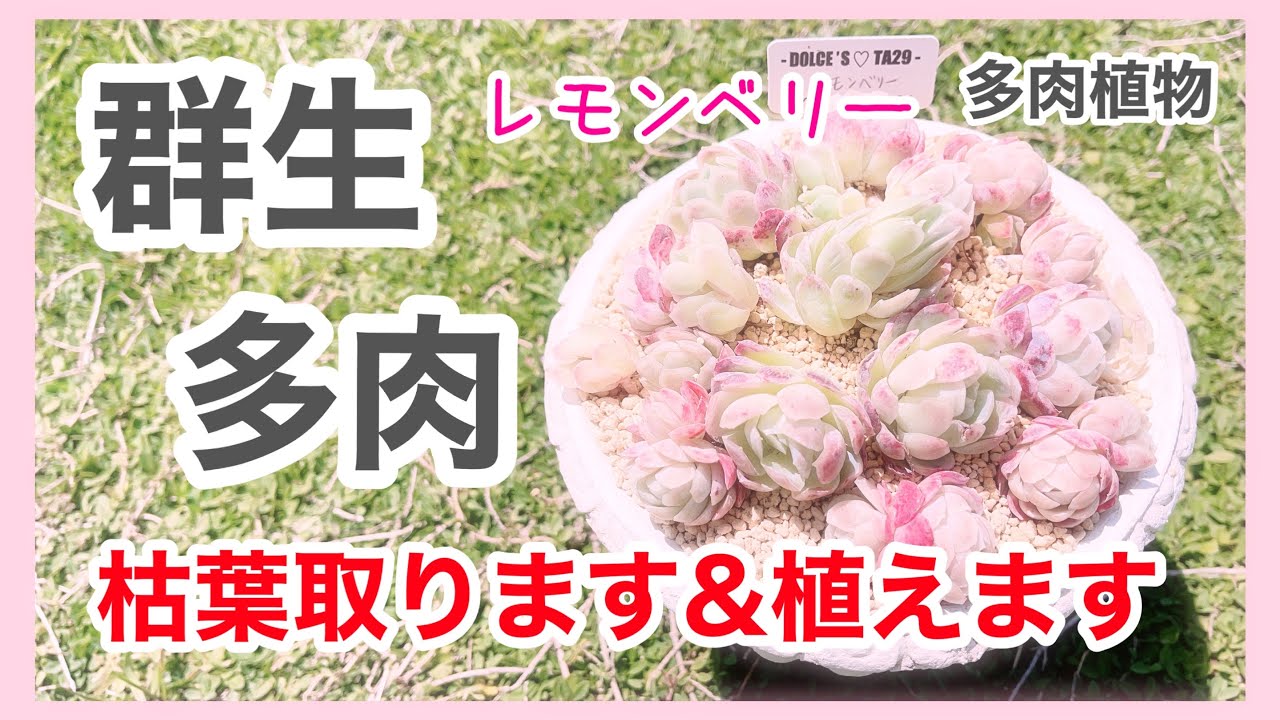 【多肉植物】【群生多肉】群生してる「レモンベリー」植えます