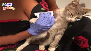 I'm not going to live much longer! Tearful ending of a homeless kitten by ANIMAL'S HEALTH CARE 5,546 views 7 hours ago 10 minutes, 44 seconds