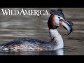 Wild america  s2 e8 wild wings  full episode