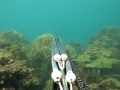 Spearfishing in Thailand 2011 "Caranx small 2"