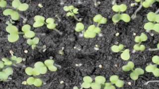 Time lapse Mustard seedling germination