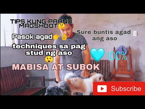Video: Paano Mag-breed Ng Isang Indo-dog