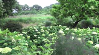 ポール・スミザー Hydrangea arborescens 'Annabelle' アジサイ