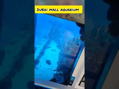 Dubai aquarium #dubai #dubai aquarium