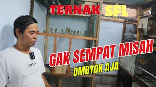 Ternak Kenari SFL hasilnya diombyok sampai menumpuk banyak