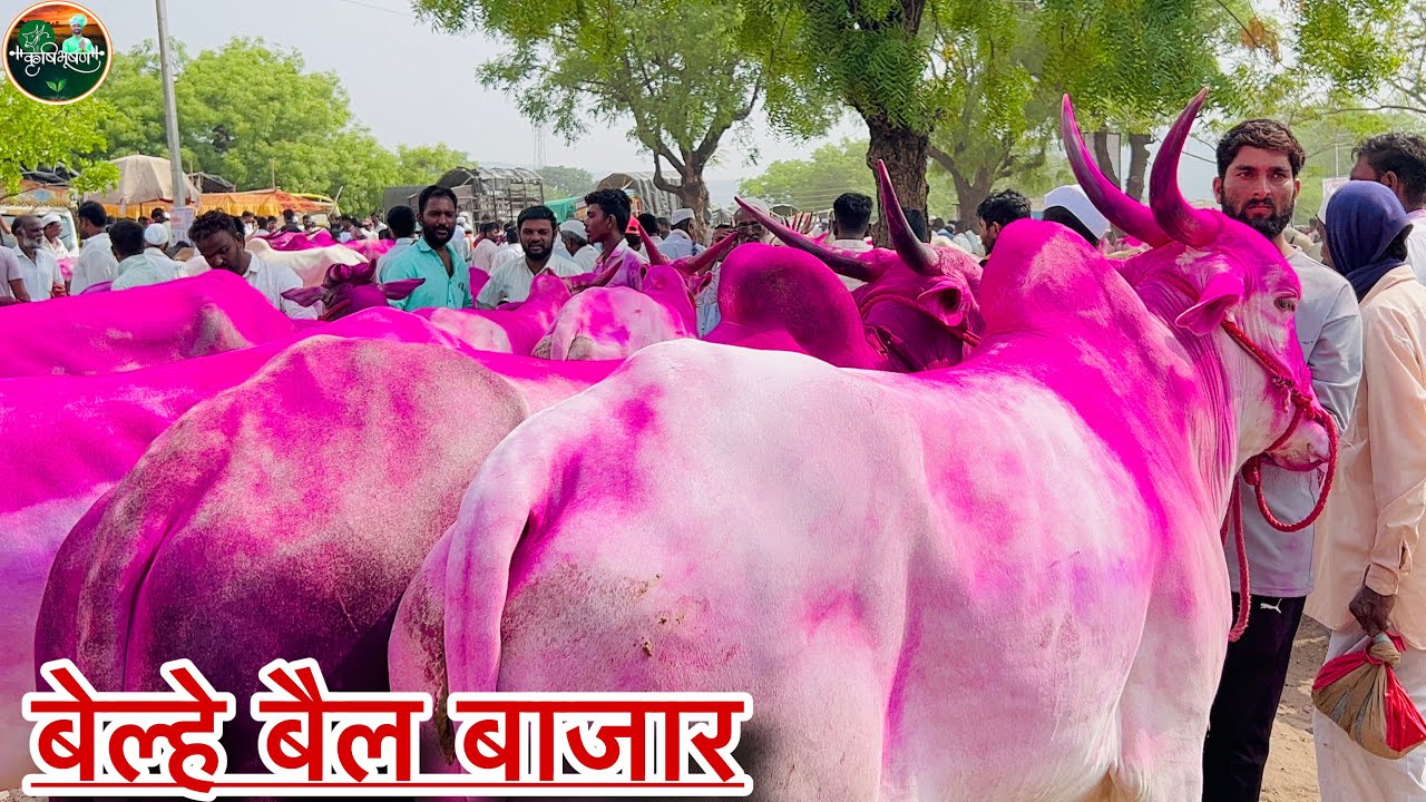 सोमवारचा बेल्हे बैल बाजार.. Belhe Bail Bajar..Bail Bazzar Belhe..Belhe Bajar ,,दि-3/06/2024