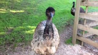 L17 film's Cry, the Beloved Country