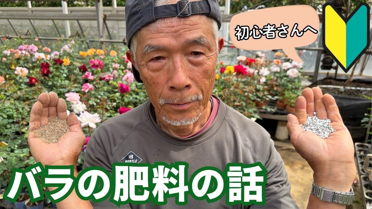 スーパーIB肥料 500g ｜バラ苗の通販の篠宮バラ園