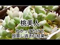 [多肉植物]桃美人を見て見ぬふりしてきた結果^_^私の戯言