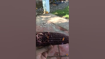 #shorts cây có cội mới nãy mầm xanh lá/#quehuong #music ,#cuocsong