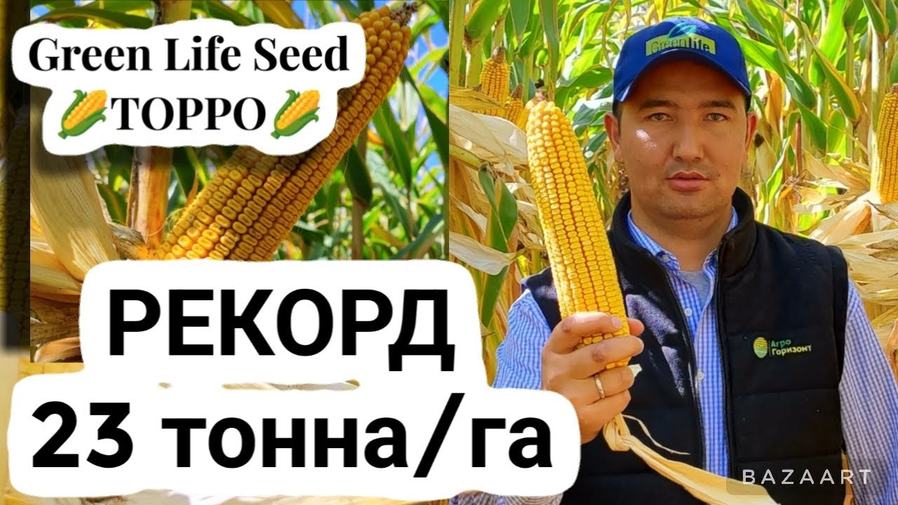 ТОРРО Green Life Seed Рекорддук түшүм 23 тонна, Кыргызстан