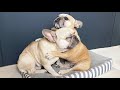 Our Best FUNNIEST Dog Moments of 2021 | TRY NOT TO LAUGH 😂