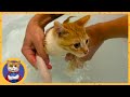 Учим котёнка плавать