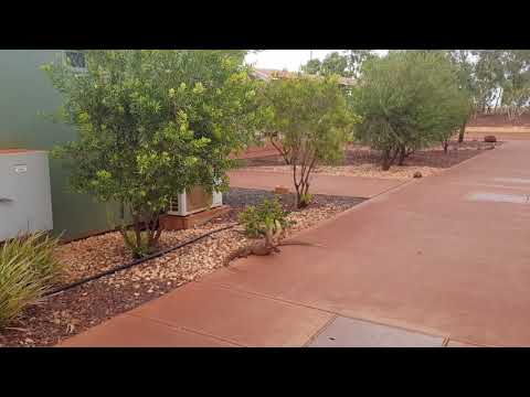 Bungarra fight