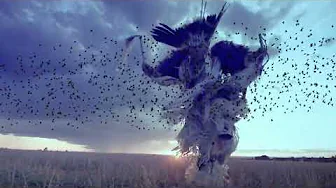 Bird Medicine