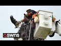 Osprey rescued after getting tethered to nest  by discarded fishing line  swns