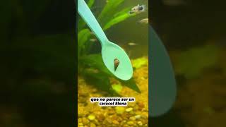 ¡Extraño CARACOL Encontrado!? #aquarium #guppy #fish #peces #snail #bettafish #pecera #pez