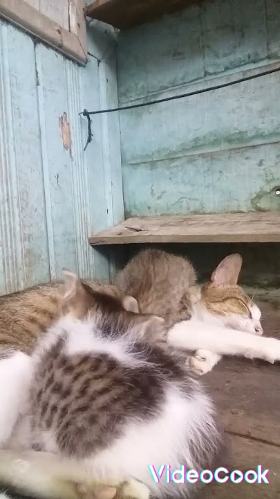 keluarga kucing#catfamily#short#viraltiktok