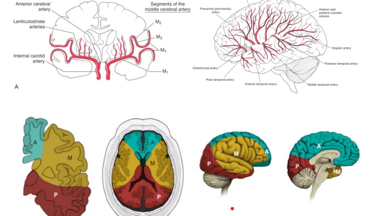 Como hacen el tac cerebral