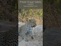 Leopard female was seen close to skukuza rest camp kruger park shorts