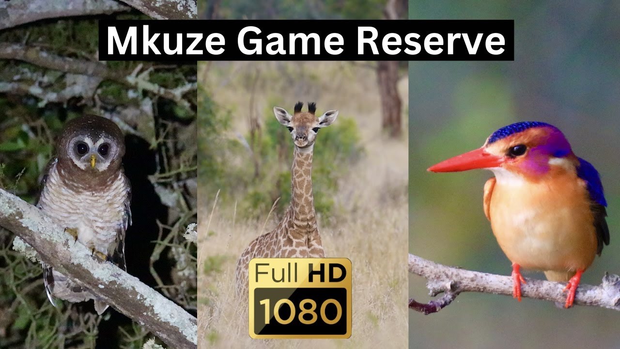 Mkuze Game Reserve - Short film by Richard van Haght