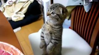 Kitten Does Meerkat Impression