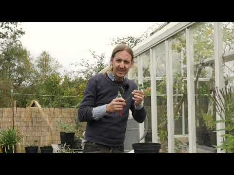 Video: Rosenbuskesticklingar i potatis - Förökning av rosor med sticklingar fast i potatis
