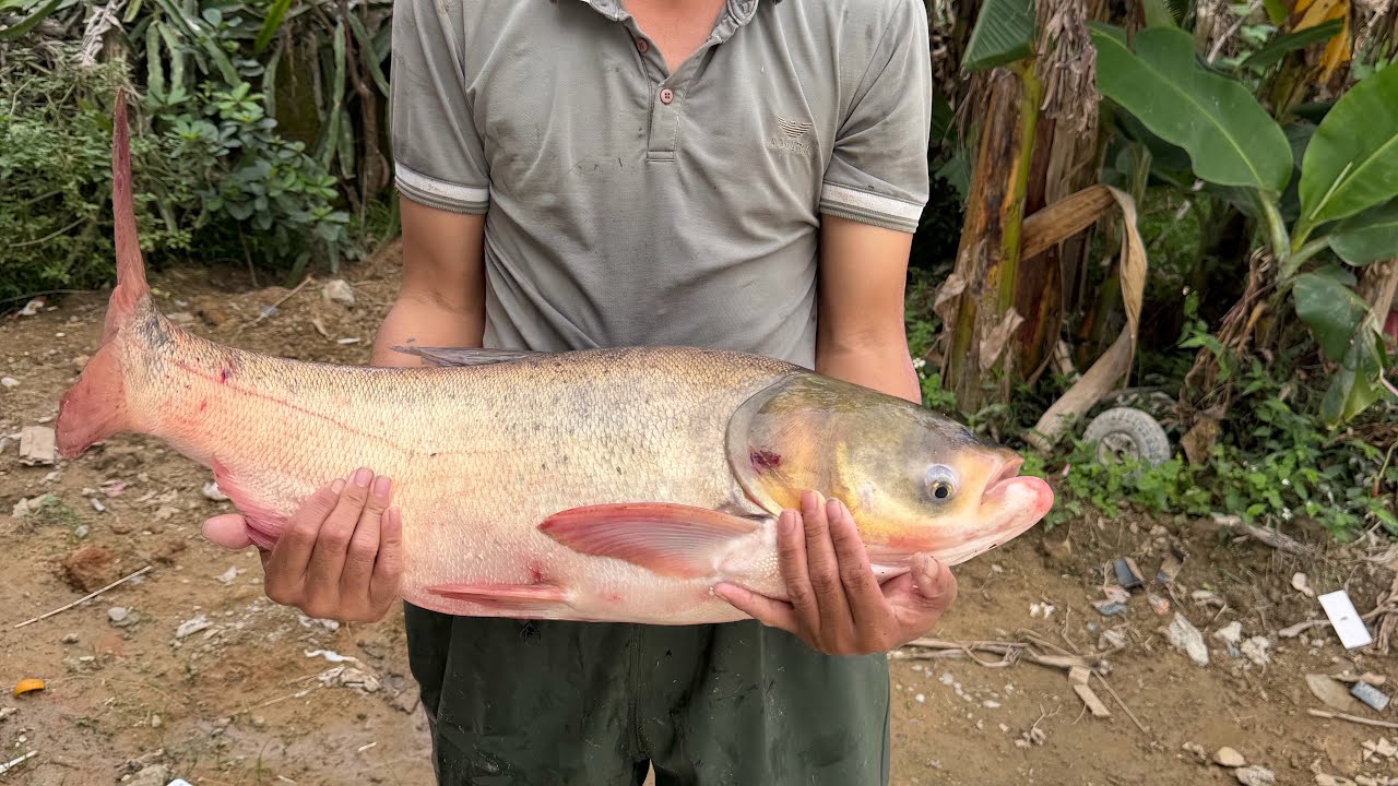 Bắt cá siêu to khổng lồ làm lẩu . 😍