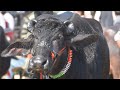 BEST CATTLE MARKET OF INDIA I TOP MURRAH BUFFALO FROM HARYANA I हरियाणा राजस्थान की मुर्रा भैंसें