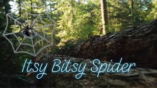 Itsy Bitsy Spider - Nursery Rhyme screenshot 3