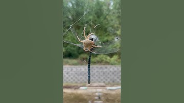 Spider wraps up dragonfly