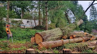 Trees, Cranes and Chainsaws