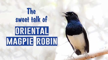 SOUND of Oriental Magpie Robin [Bird Calls] [Bird sounds] #bird_calls - दयाळ - മണ്ണാത്തി