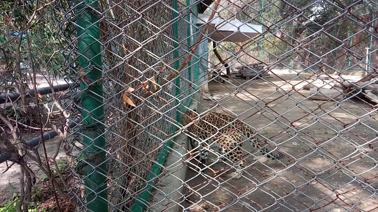 Kanpur zoo.. morning walk YouTube