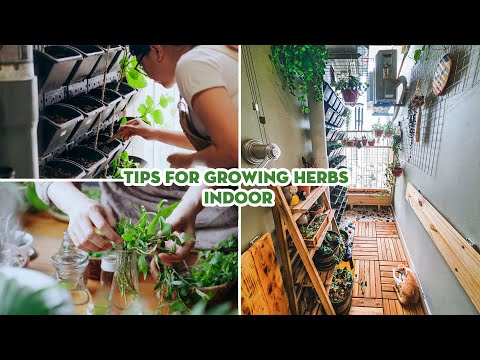 Video: Grow A Desk Herb Garden – Tipps für die Aufbewahrung von Kräutern im Büro