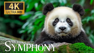 Majestic Forest Symphony 4K 🌲 Uncover Extraordinary Biodiversity with Relaxing Piano Echoes 🎶