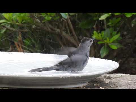 Watch Luigi the Gray Catbird Enjoy a Relaxing Roman Bath