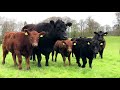 Beef Focus: Agriland visits the Gigginstown Angus herd